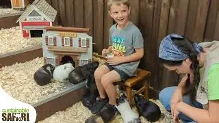 Guinea Pig Experience | Sustainable Safari Maplewood