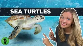 Sea Turtle Facts | 7 Species & Adaptations