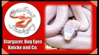 Stargazer, Bug Eyes, Knicke und andere zuchtrelevante Defekte in Kornnattern