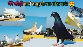 Mere Jode Vaale Kabootaro ka Shouk kro😍