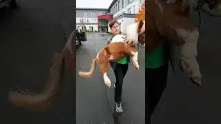 Meet Pumuckel: The World's Tiniest Horse (52.6cm!) #shorts #shortvideo