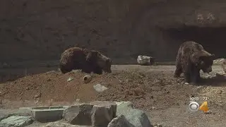 Denver Zoo Opens New, Interactive Grizzly Bear Exhibit