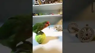 Bird Training:smart lovebird parrot l smart little cute parrot  #training#smartparrot#cute