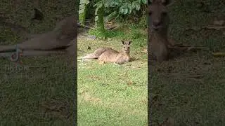 BIG kangaroo claws⚔️      #shorts #nature #kangaroos #animals