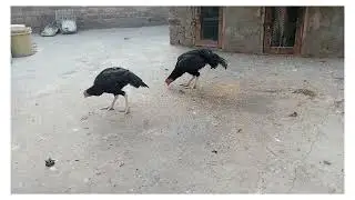Mianwali k Aseel murgy #hometales #chicken #aseelmurgha #mianwaliaseel #shortvideo #tiktok #gaon