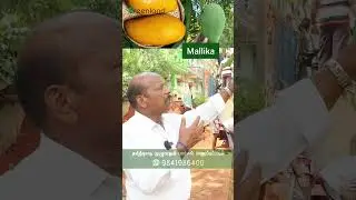 வாடிக்கையாளருக்கும் விவசாயிக்கு விருந்து அளிக்கும் மல்லிகா மாம்பழம் | Sweetest Mango Ever 🍋