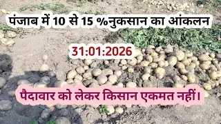 #पंजाब में 10से 15 %नुकसान का अनुमान। #पैदावार को लेकर किसान एक मत नहीं।