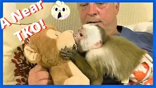 Baby Monkey Gives Dad A Near TKO!  😱  | Gracie Meets Toy Monkey | Cinnamon Capuchin