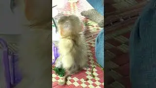 First time Leo Monkey have lunch with family Part15
