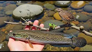 HUNTING INSECTS, CANA, SNAILS FOR VERY DELICIOUS COOKING