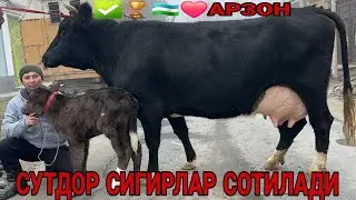 АРЗОНЧИ УКАДАН ФЕРМАБОБ СУТДОР КОРА ОЛА ТАРГИЛ СИГИРЛАР СОТИЛАДИ SOTILADIGON OLA SIGIR 9 января 2026