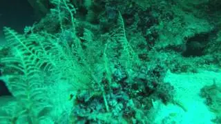 robust ghost pipefish