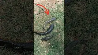 #fishing_videos #bigsnakehead #shortvideos #bigrohu