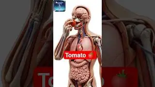 Inside the Human Body-Science in Motion #shorts #shortvideo #shortsfeed #3danimation #science
