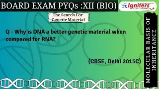 Why is DNA a better genetic material when compared for RNA?    (CBSE, Delhi 2015C)