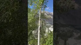 Shahyar SAS Valley Nagar #nagarvalley #nature #hunza #mountain #hunzavalley #shortsyt