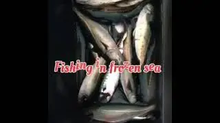 How to catch fish in frozen sea #Ebellecho #short