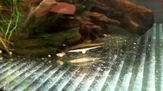 Identifying the Siamese Algae Eater