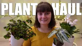 DECEMBER HOUSEPLANT HAUL UK 2020 | Alocasia Bambino Arrow, Christmas Cactus, Oxalis Iron Cross