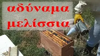 αδύναμα μελίσσια στην αρχή του φθινοπώρου