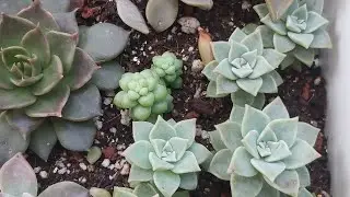 Sukulent bebeklerim🤩 yapraktan sukulent çoğaltma nasıl yapıyorum?#succulent