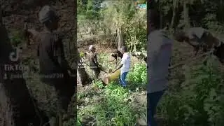 SEE THE LIMBA TRIBE OF SIERRA LEONE 🇸🇱 HOW THEY PRACTICE AGRICULTURE LOCALLY