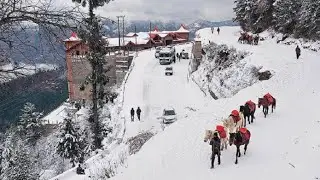 Snowfall in Kufri, Shimla 🌨️ || Kufri || Shimla mei snowfall || Fanse in tourist snowfall ||