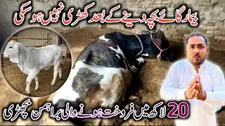 4 Month Ki Brahman Ki Bachri 20 Lakh Main Sell 🥵| Kamzoor Cow Ki Tretment 🥰| Sajid Rehman Official 