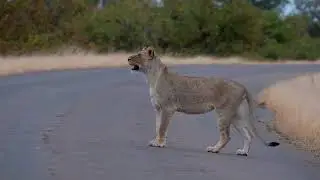 Birds and Animals of Northern Kruger