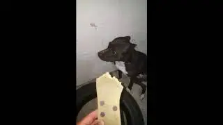 PITBULL COMEU CHINELO