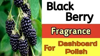 BLACK Berry Perfume Review | Car Polish Fragrance #carpolishfragrance 