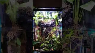 short time-lapse planted aquarium with carnivores plants
