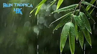 🌧️ Forest Rain + Peaceful Piano 🌴 | Nature Live Stream for Sleeping, Healing, and Mental Relaxation