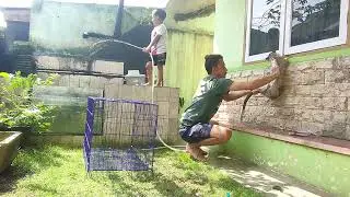 cara memandikan musang pandan takut air ( kay)