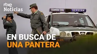 IMÁGENES y HUELLAS de una PANTERA NEGRA en la provincia de GRANADA I RTVE