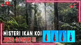 MISTERI IKAN KOI JENIS GOSHIKI ❗❗❗