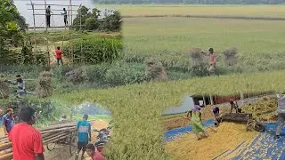 ধান কাটার ফাঁকে মনির বিয়ের  প্রস্ততি ! বাঁশ  খোঁটা  দিয়ে ডেকোরেশন শুরু । গ্রামবাংলার ব্যস্ততা