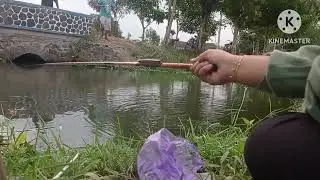 vidio mancing ikan wader pari seruuuu #mancing#sore#hobbymancing