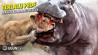 3 Singa Nekat Masuk Wilayah Kudanil, Endingnya Kawanan Singa Jadi Begini