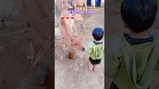 gay wali video #gaymandi #mandi #shorts #farmanimals #viralvideo #viralshorts #babycow #cuteanimals
