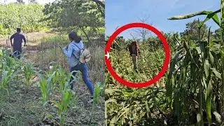 Se metieron a robar en Mi terreno, Mira asta donde perseguimos al ladron 