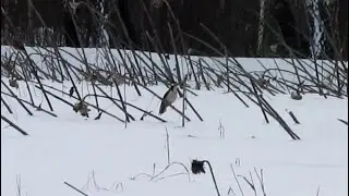 Прогулянка по _Сахаліну_ 2026-01-10