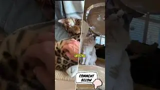 Ragdolls vs Bengal Cats 😺
