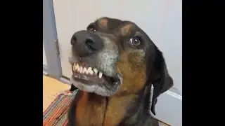 Funny Dogs - Caught Misbehaving 🤣🤣 - Guilty