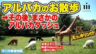【もふもふ大行進】アルパカのお散歩（市川市動植物園）
