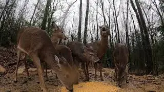 Deer Eating Corn