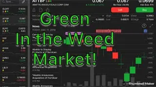 Green in the Weed Market! Cannabis Stocks starting to trend up! Will we see a Marijuana Reversal?!