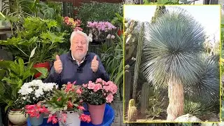 POURQUOI UN YUCCA NE FLEURIT-IL PAS ? QUELQUES ESPÈCES POUR REMPLACER (Le Quotidien du Jardin N°67)