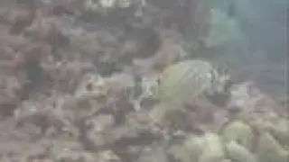 Butterfly fish, Maui Des07