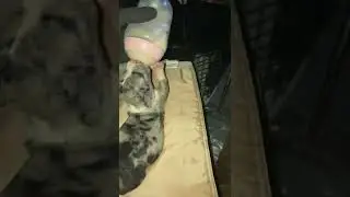 Mini PitBull bottle feeding.. week 2#puppies #dogs  #bottle #merle #pitbull
